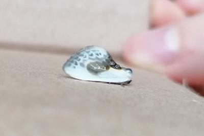 <i>Cilix glaucata</i>