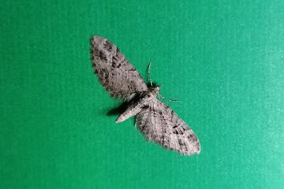 <i>Eupithecia exiguata</i>
