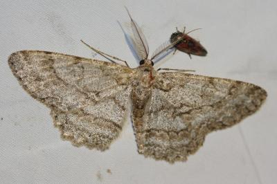 <i>Hypomecis punctinalis</i>