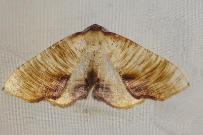 <i>Plagodis dolabraria</i>