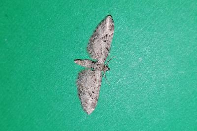 <i>Eupithecia exiguata</i>
