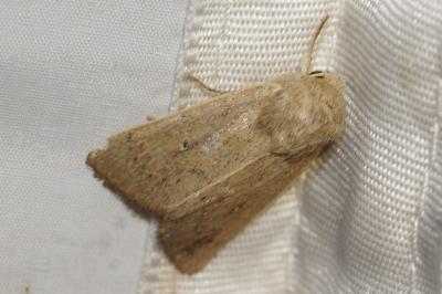 <i>Mythimna sicula</i>