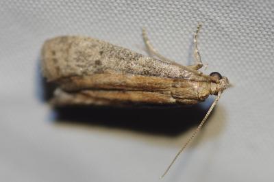 <i>Ephestia woodiella/parasitella/elutella</i>
