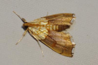 <i>Agrotera nemoralis</i>