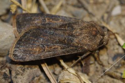 <i>Agrotis segetum</i>