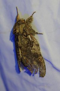 <i>Peridea anceps</i>