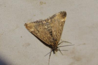 <i>Pyrausta despicata</i>