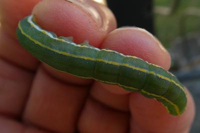<i>Ceramica pisi</i>
