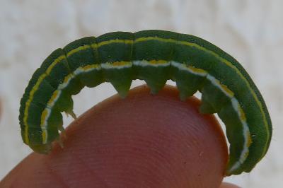 <i>Ceramica pisi</i>