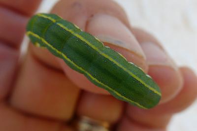 <i>Ceramica pisi</i>