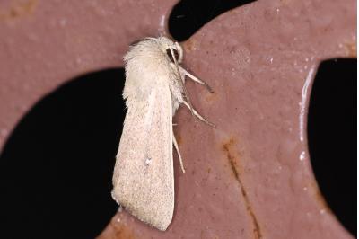 <i>Mythimna sicula</i>