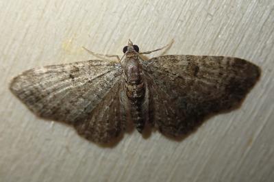 <i>Pasiphila chloerata</i>