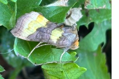 <i>Diachrysia chrysitis</i>