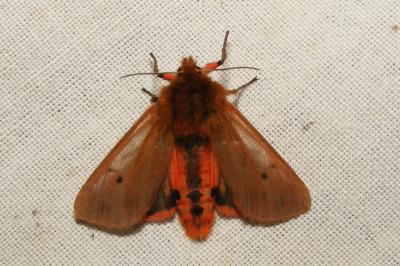 <i>Phragmatobia fuliginosa</i>