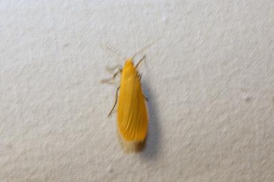 <i>Wittia sororcula</i>