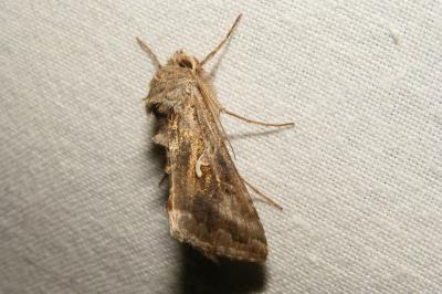 <i>Autographa gamma</i>