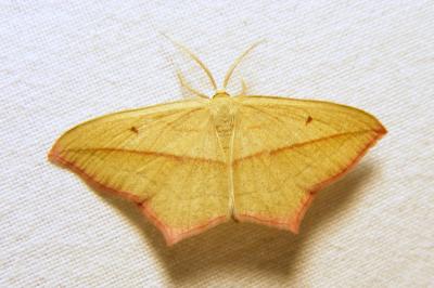 <i>Timandra comae</i>