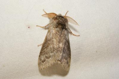 <i>Calliteara pudibunda</i>
