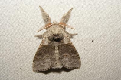 <i>Calliteara pudibunda</i>