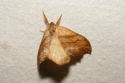 <i>Falcaria lacertinaria</i>