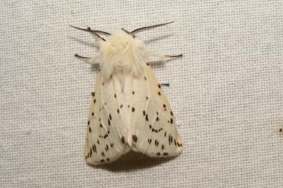 <i>Spilosoma lubricipeda</i>