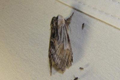 <i>Harpyia milhauseri</i>