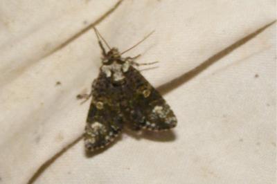 <i>Craniophora ligustri</i>