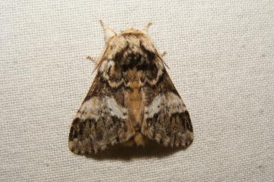 <i>Drymonia dodonaea</i>