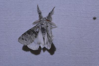 <i>Calliteara pudibunda</i>
