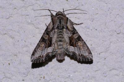 <i>Lacanobia w-latinum</i>