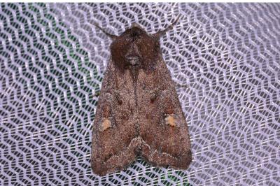 <i>Lacanobia oleracea</i>