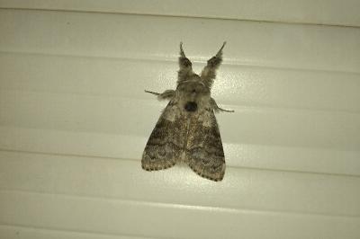<i>Calliteara pudibunda</i>