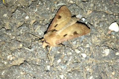 <i>Agrotis exclamationis exclamationis</i>