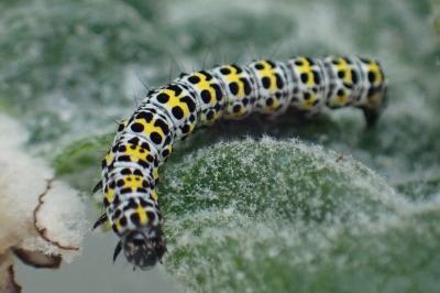 <i>Cucullia verbasci</i>