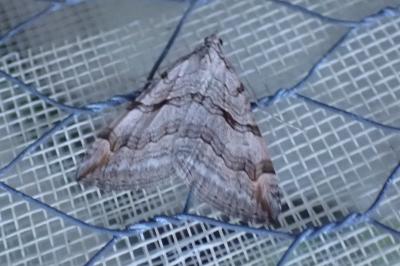 <i>Aplocera plagiata</i>