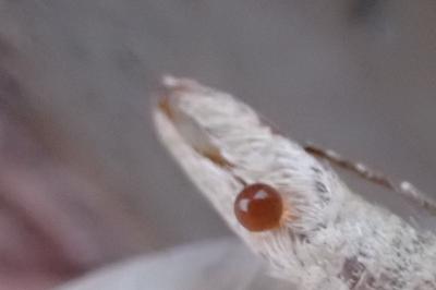 <i>Aplocera plagiata</i>