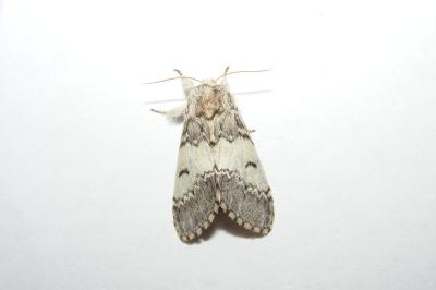 <i>Drymonia ruficornis</i>