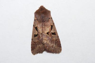 <i>Orthosia gothica</i>