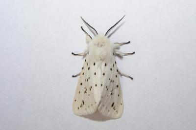 <i>Spilosoma lubricipeda</i>