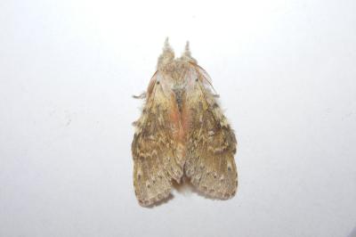 <i>Stauropus fagi</i>