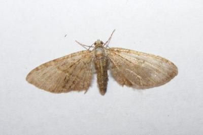 <i>Eupithecia abbreviata</i>