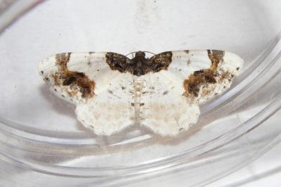 <i>Ligdia adustata</i>
