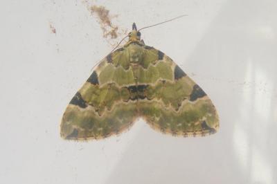 <i>Colostygia pectinataria</i>