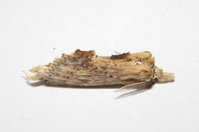 <i>Pterostoma palpina</i>