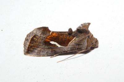 <i>Macdunnoughia confusa</i>