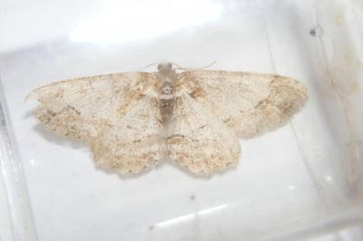 <i>Paradarisa consonaria</i>
