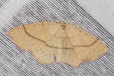 <i>Cyclophora ruficiliaria</i>