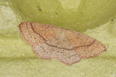<i>Cyclophora ruficiliaria</i>