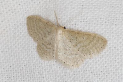 <i>Idaea sylvestraria</i>