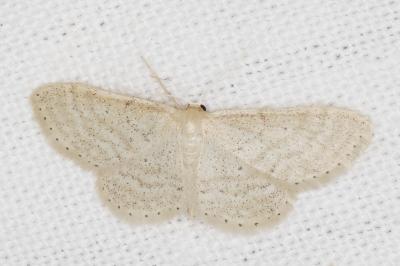 <i>Idaea sylvestraria</i>